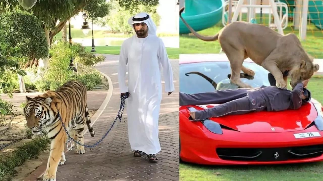 4个你绝对不敢惹的宠物!迪拜人养老虎当宠物,还有专人保姆!