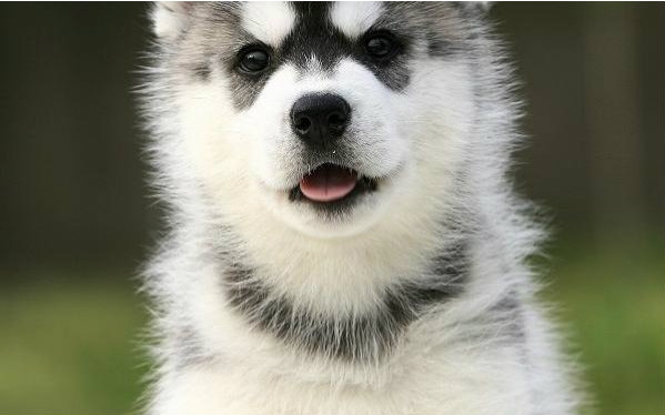 【血条已空】十个萌翻的哈士奇宝宝的短片合集 !