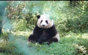 Скачать видео: 花花翻滚过猛头晕了，缓了一会扭着小屁股上小山坡继续愉快的翻滚啦(｡･ω･｡)