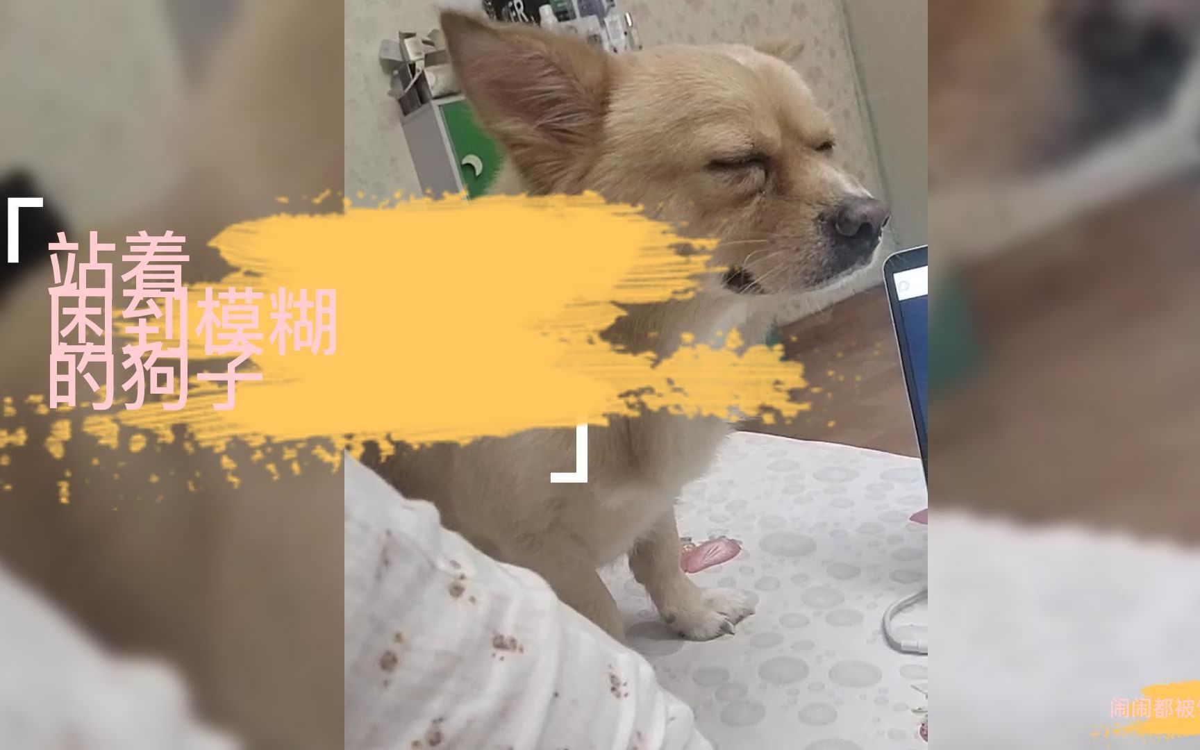 困到模糊的狗子却要站着陪着麻麻,脑袋摇成了钟摆,哈哈哈哈哈哈