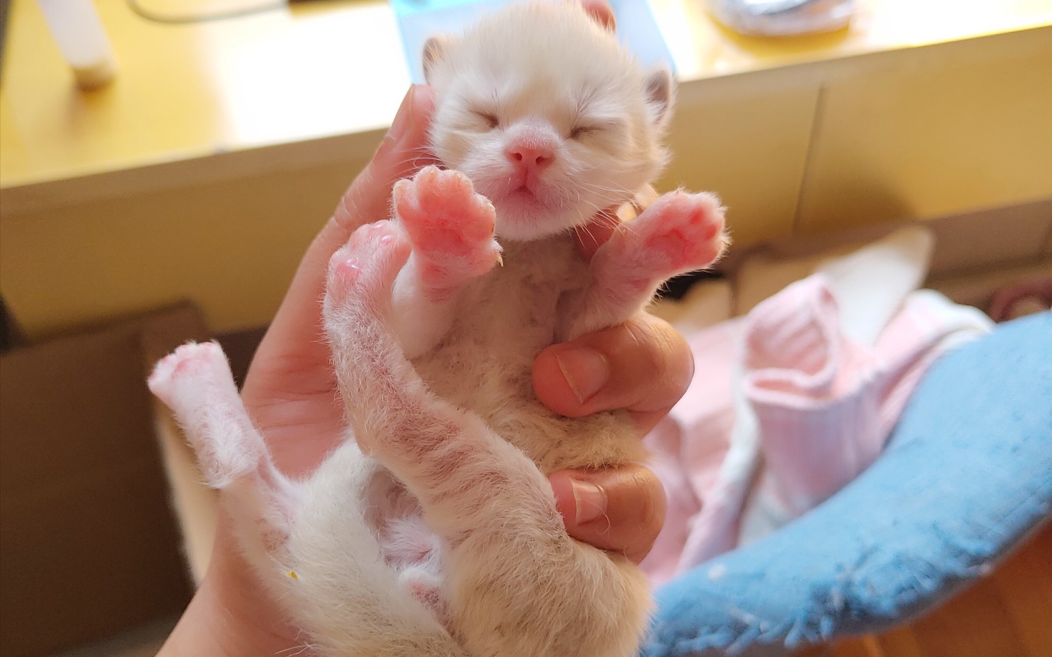 活动作品布偶猫记录日常给小奶猫喂奶