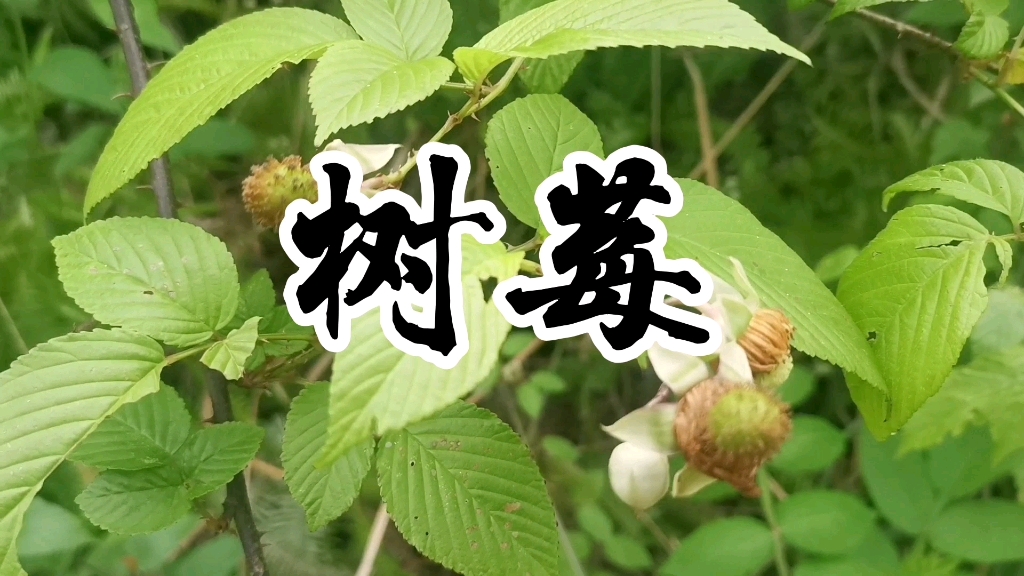 [图]中草药树莓