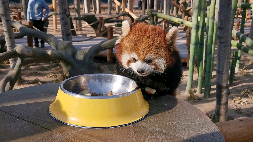 小熊猫进食 被萌化了