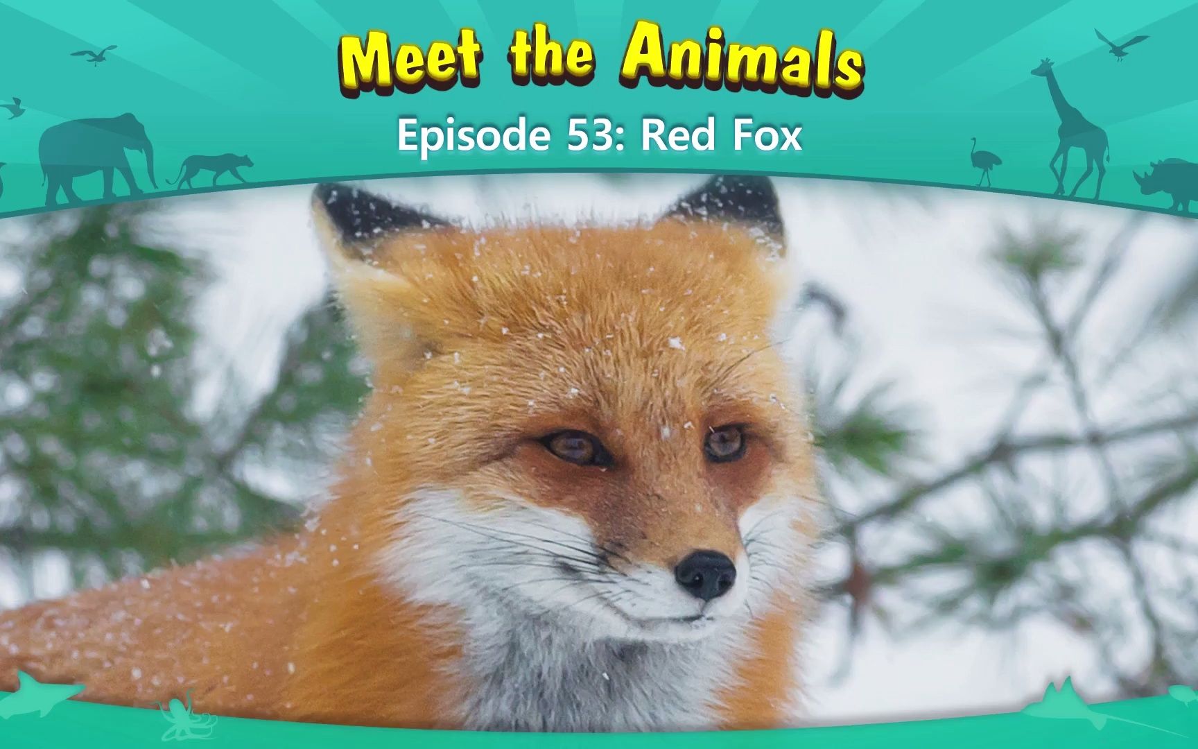 [图]认识动物：火狐（红狐）Meet the Animals 53 Red Fox