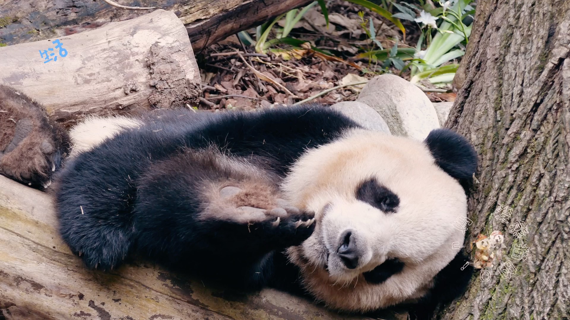 功仔抱着自己的jio睡着了,迷之香气?