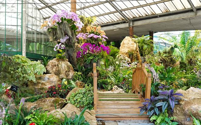 华南植物园植物介绍图片