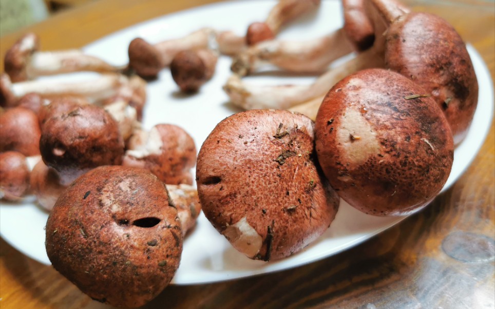 全网独一无二的桃花菌,希望在七夕情人节给您带来桃花朵朵开,好运自然