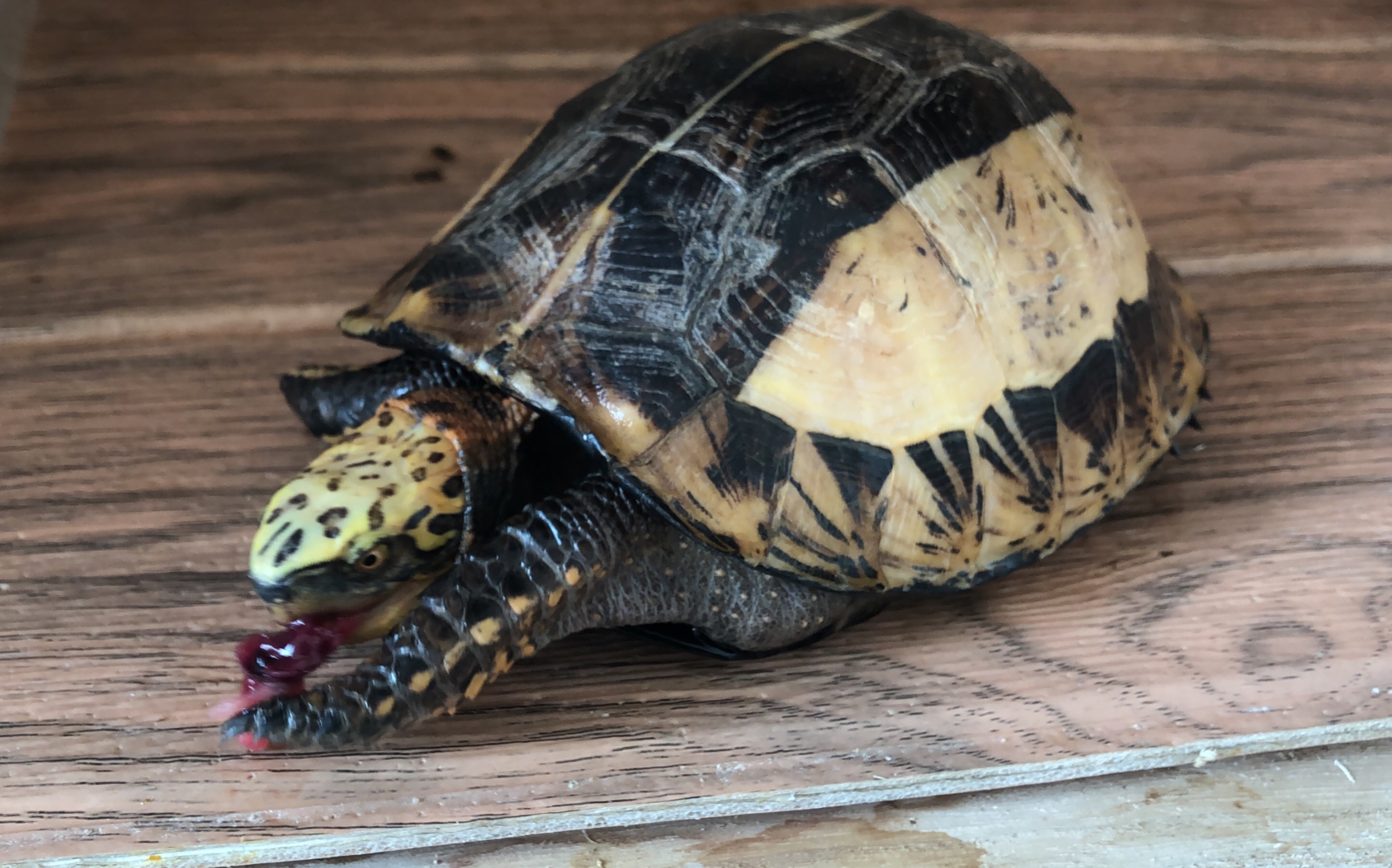 喂黄额吃红皮乳鼠,刚生下里的小老鼠好嫩啊