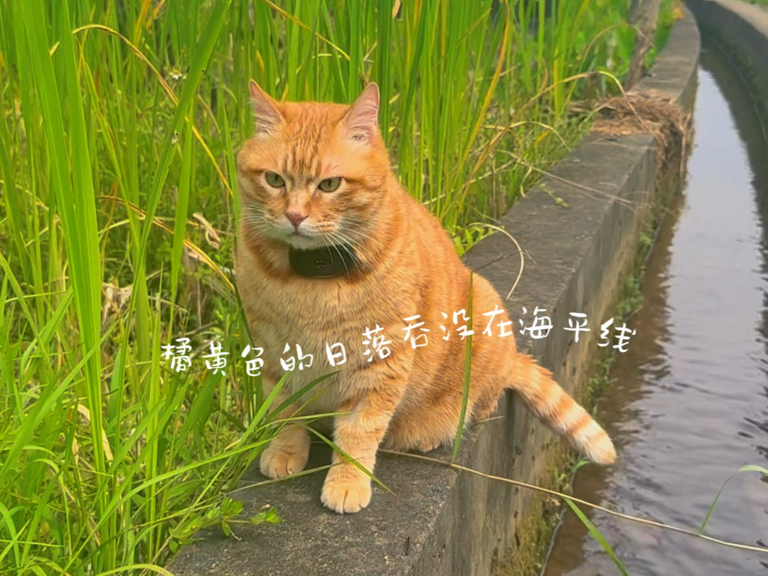 带猫咪看风景,橘猫真的好上镜!哔哩哔哩bilibili