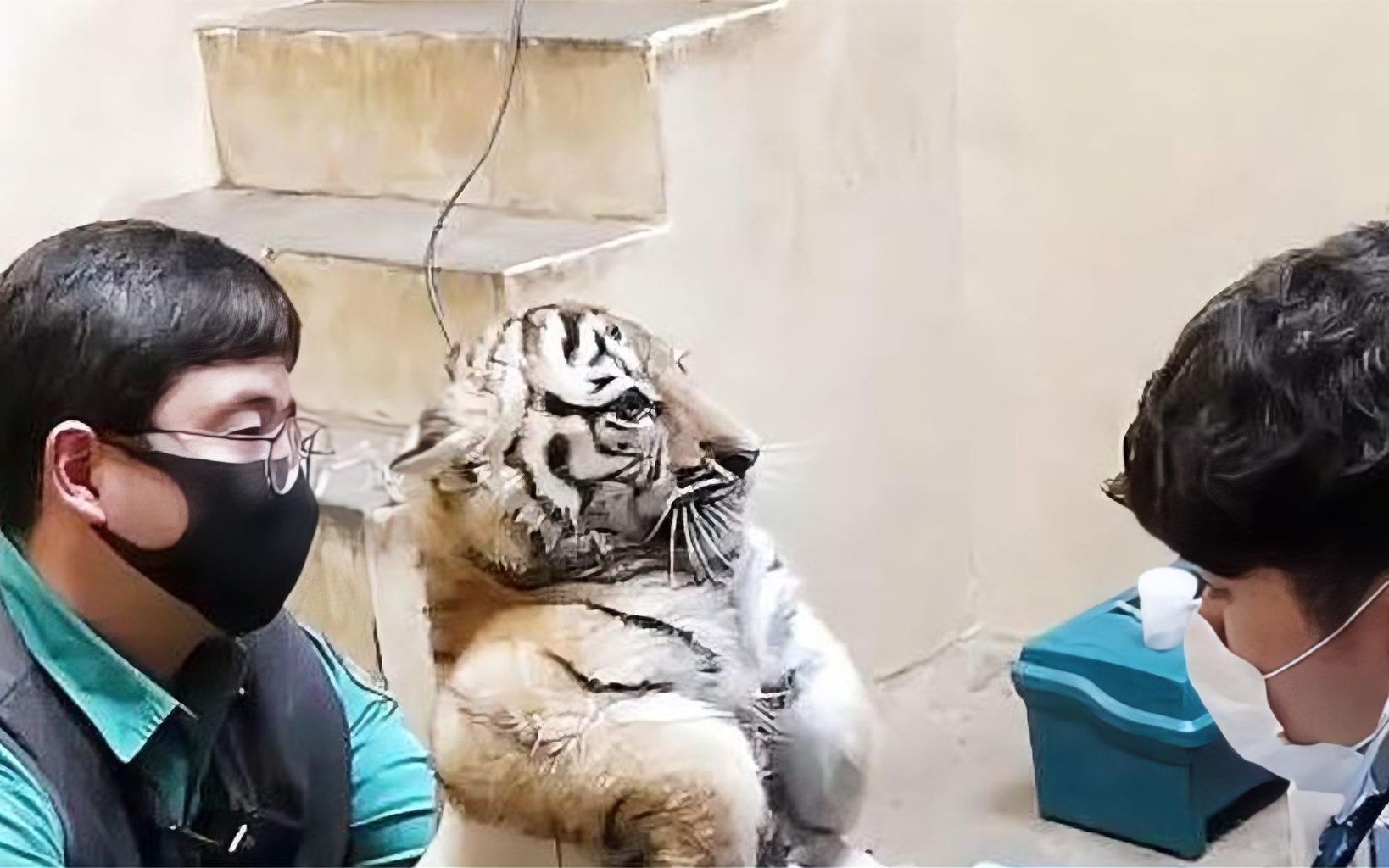 得知要打针,小老虎吓得连连后退,虎:都别碰我!