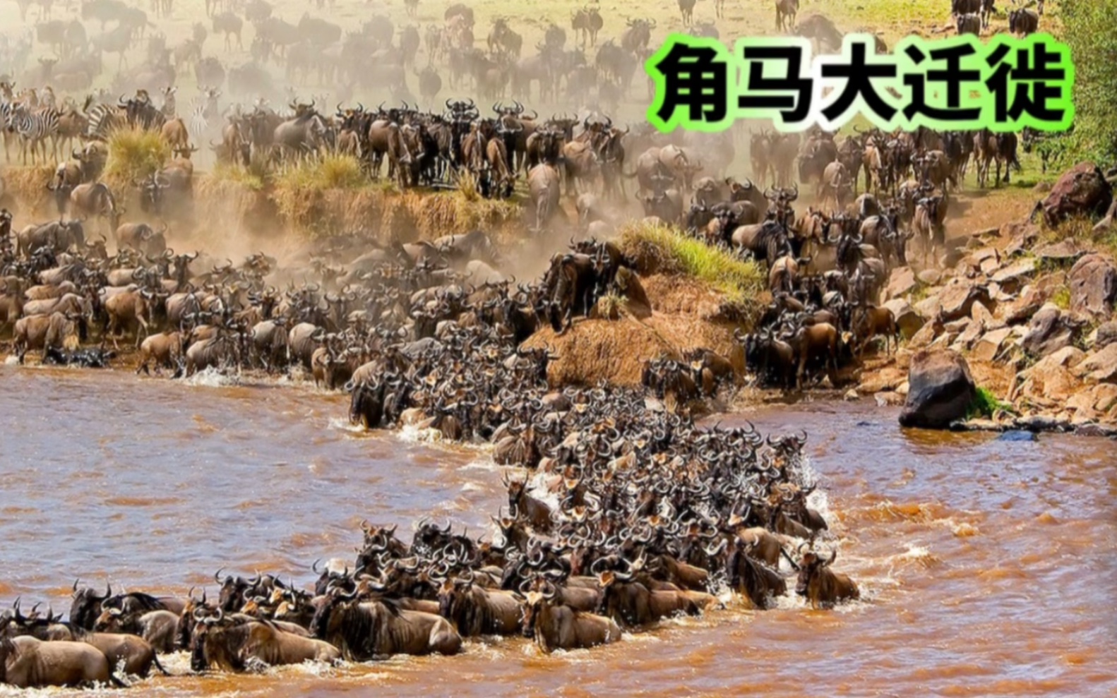 二十万角马大迁徙,极为壮观,途中伤亡惨重