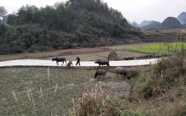 [图]【水牛】又是放牛的一天