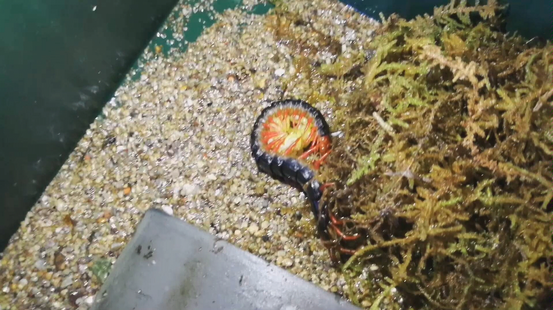 蜈蚣抱卵40多天终于小宝宝出来了!