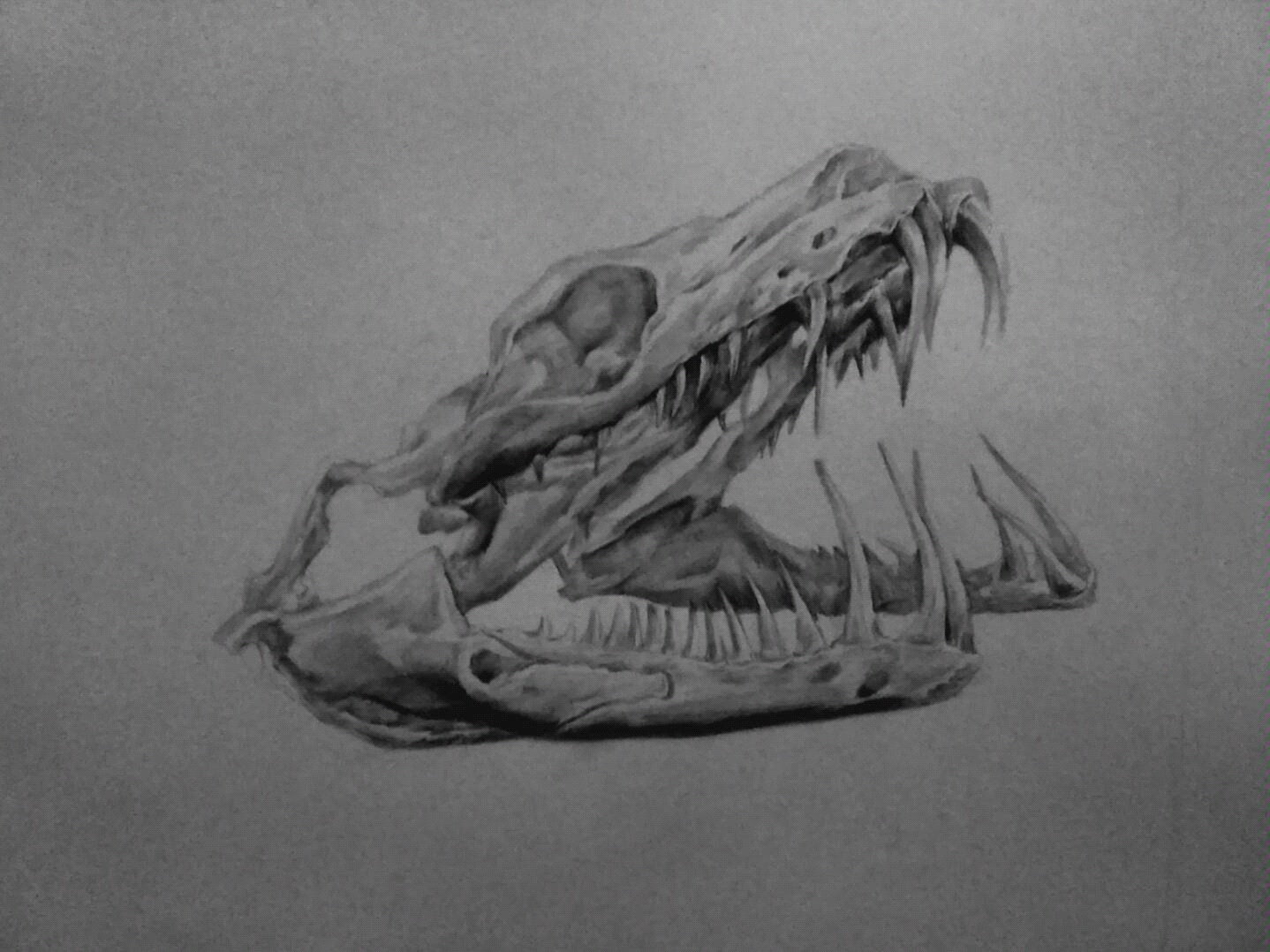 翡翠蚺头骨素描
