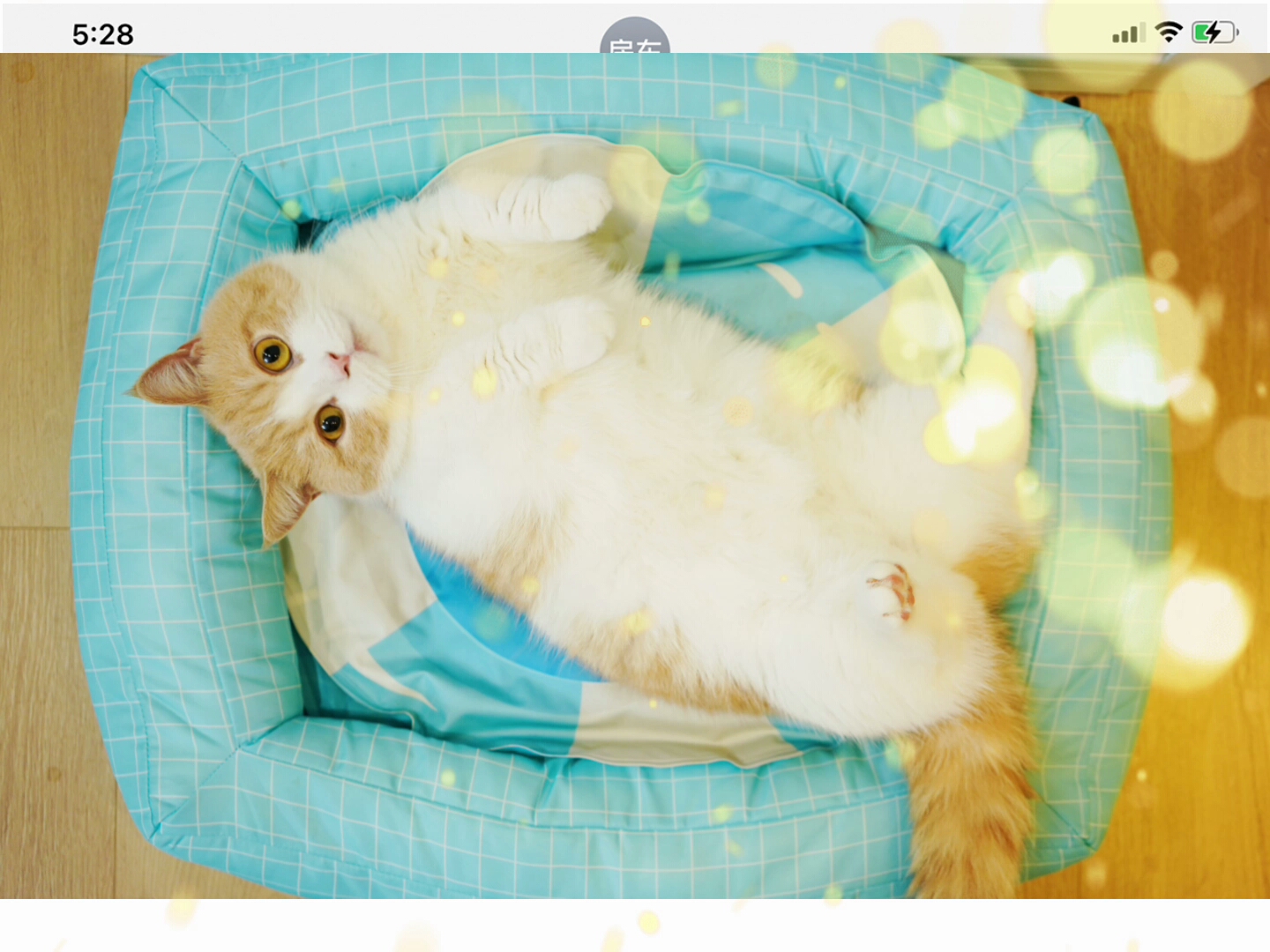 喵来啦_哔哩哔哩_bilibili