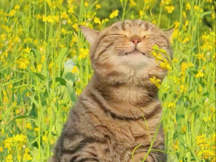 让我来看看猫猫和油菜花怎么拍