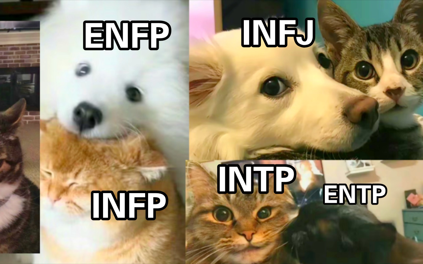 【MBTI】动物形态哔哩哔哩bilibili