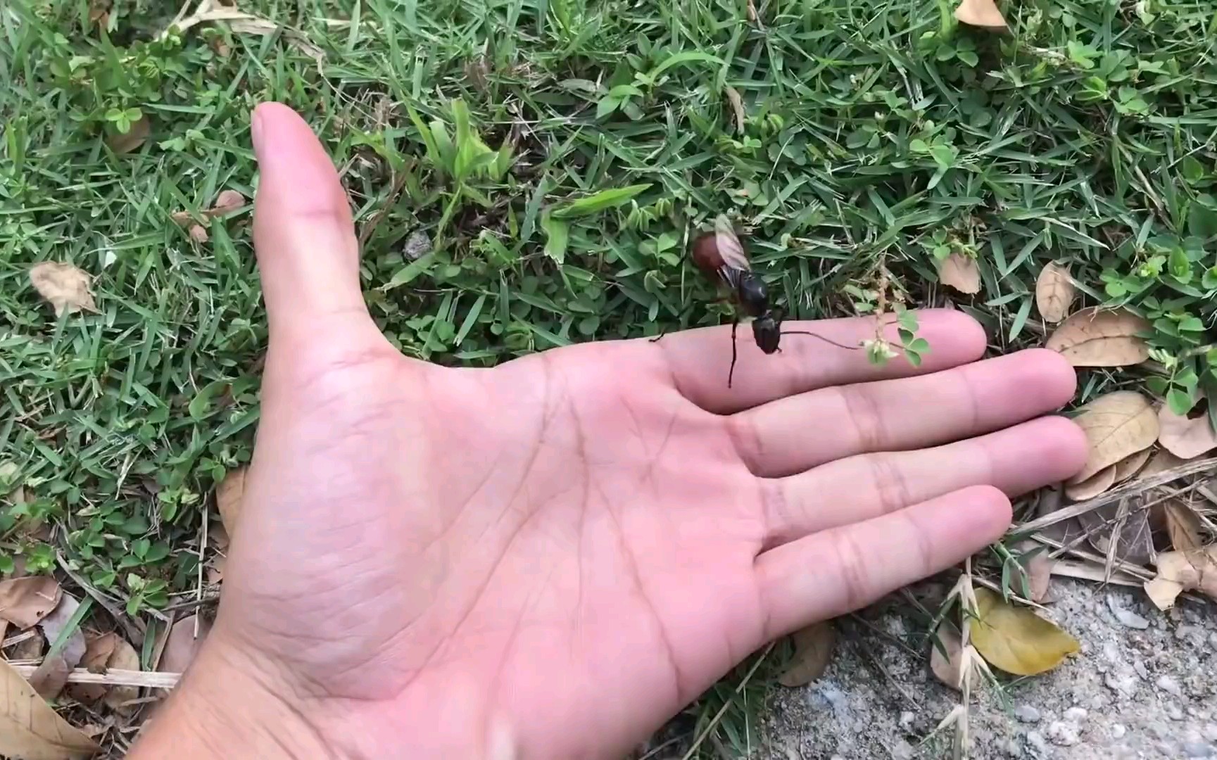 巨人恐蚁!_哔哩哔哩_bilibili