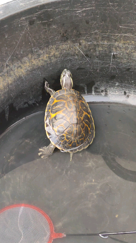 《乌龟》要冬眠了明年再见#乌龟卖萌##乌