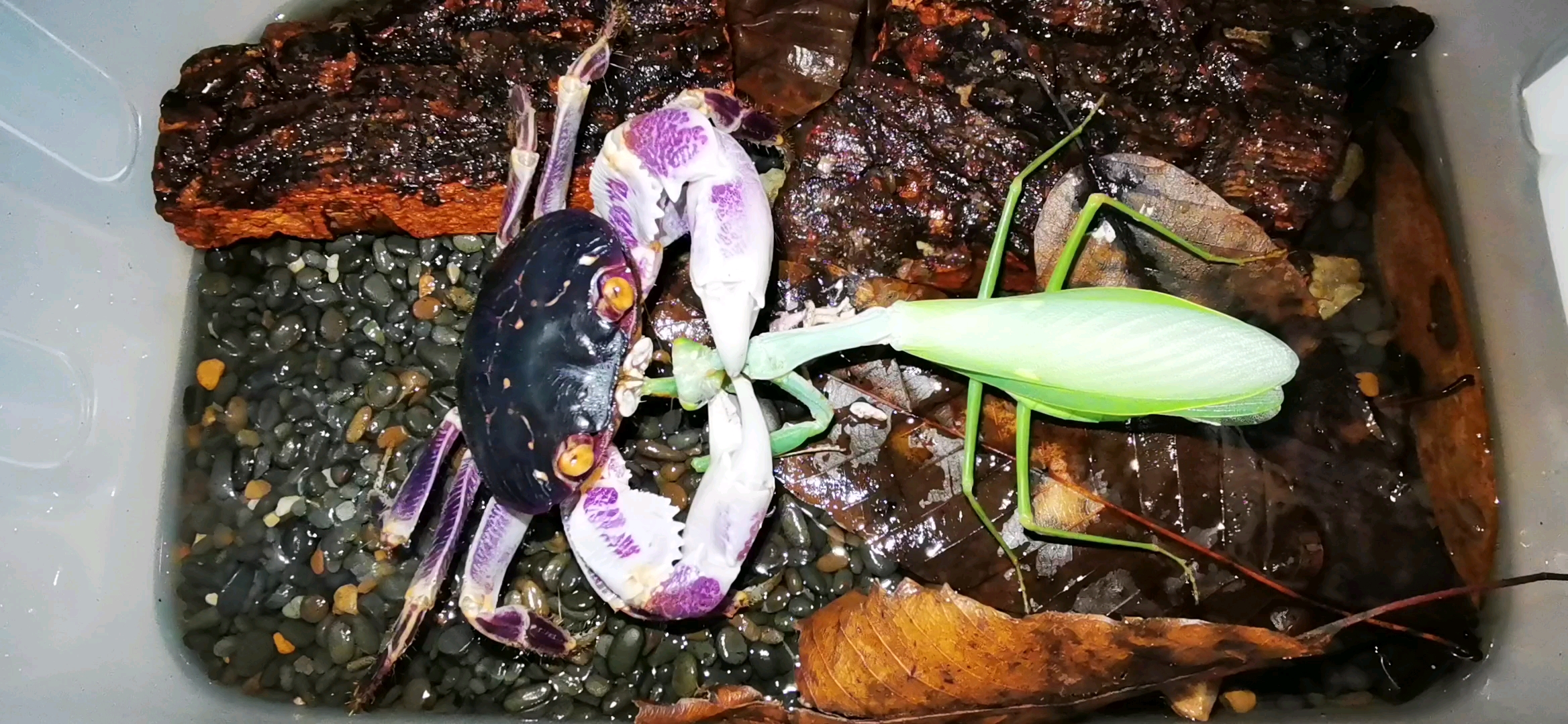 格雷格雷陆方蟹捕食97雌性台斧