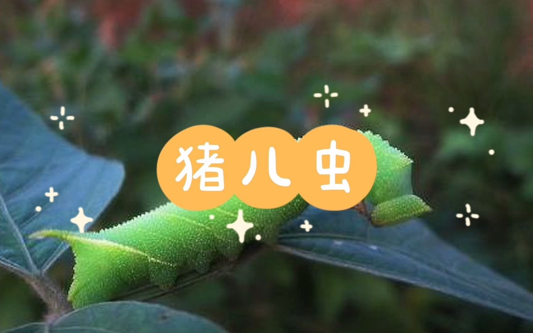 [图]菜园子里的猪儿虫长大是什么虫？请用你的家乡话说出它的名字