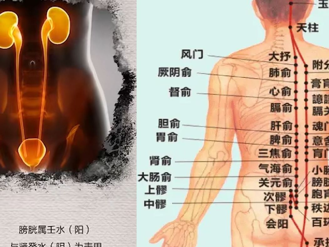 腿部膀胱经络图及走向图片