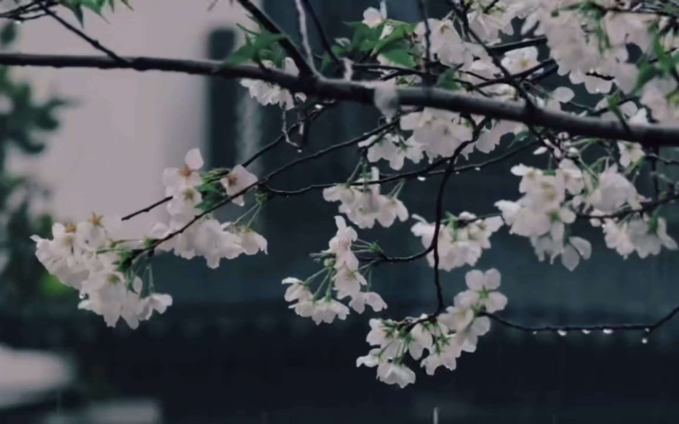 [图]“世中逢尔，雨中逢花”