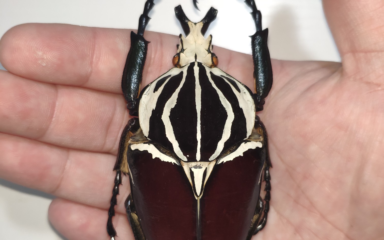 标本〕歌莉娅大王花gga标本制作