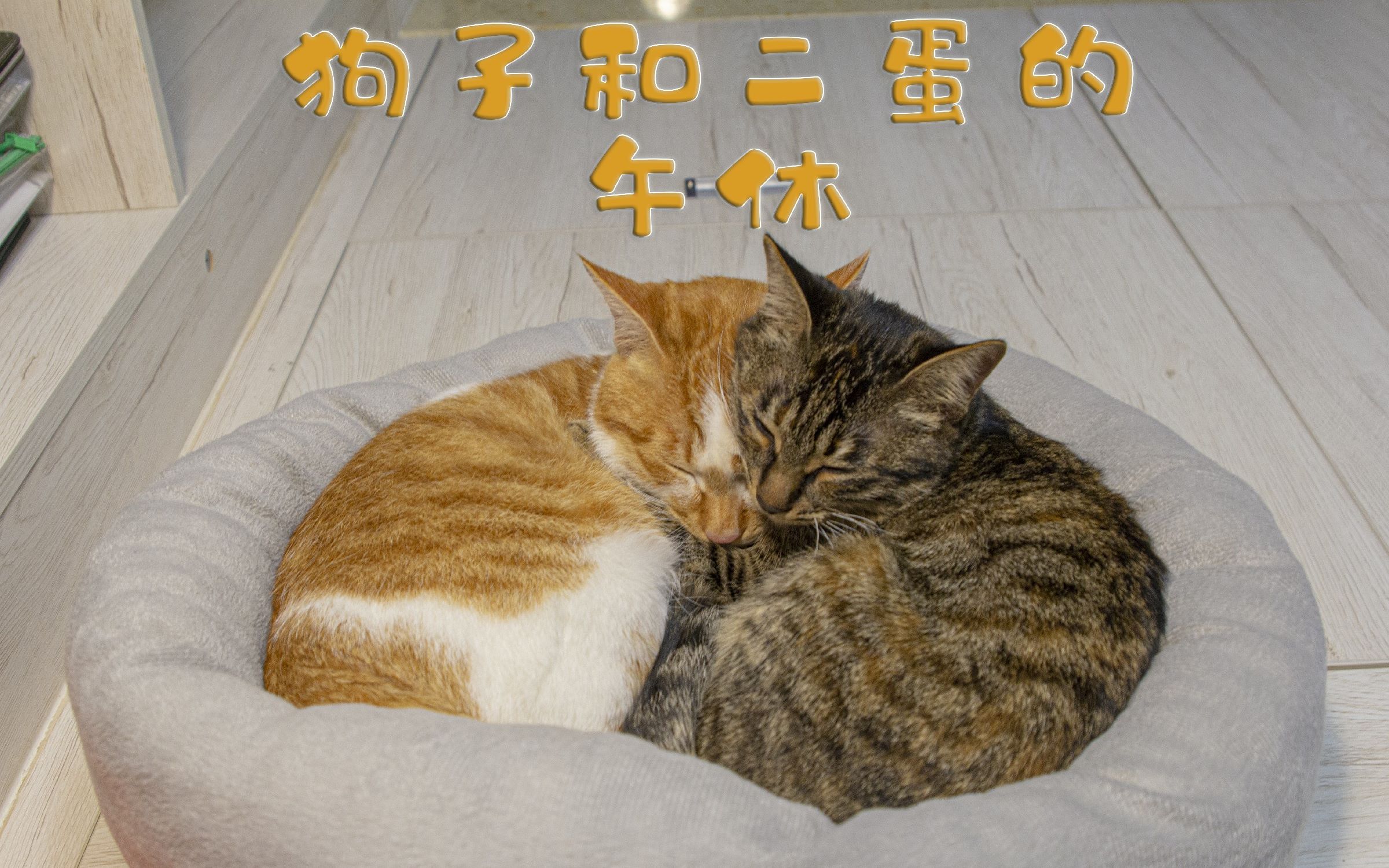 活动  狗子和二蛋的午休