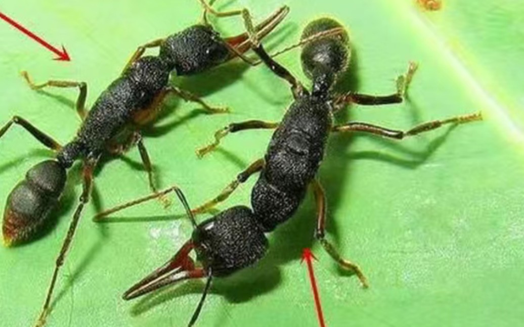 快来快来看猎镰猛蚁捕食呀