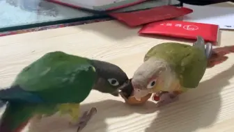 【动物观察】二小太阳鹦鹉抢食核桃