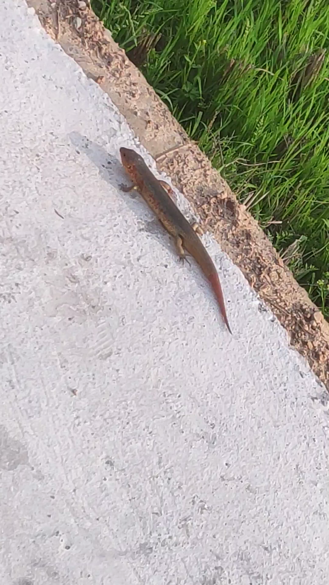 狗嫲蛇?#农村原生态