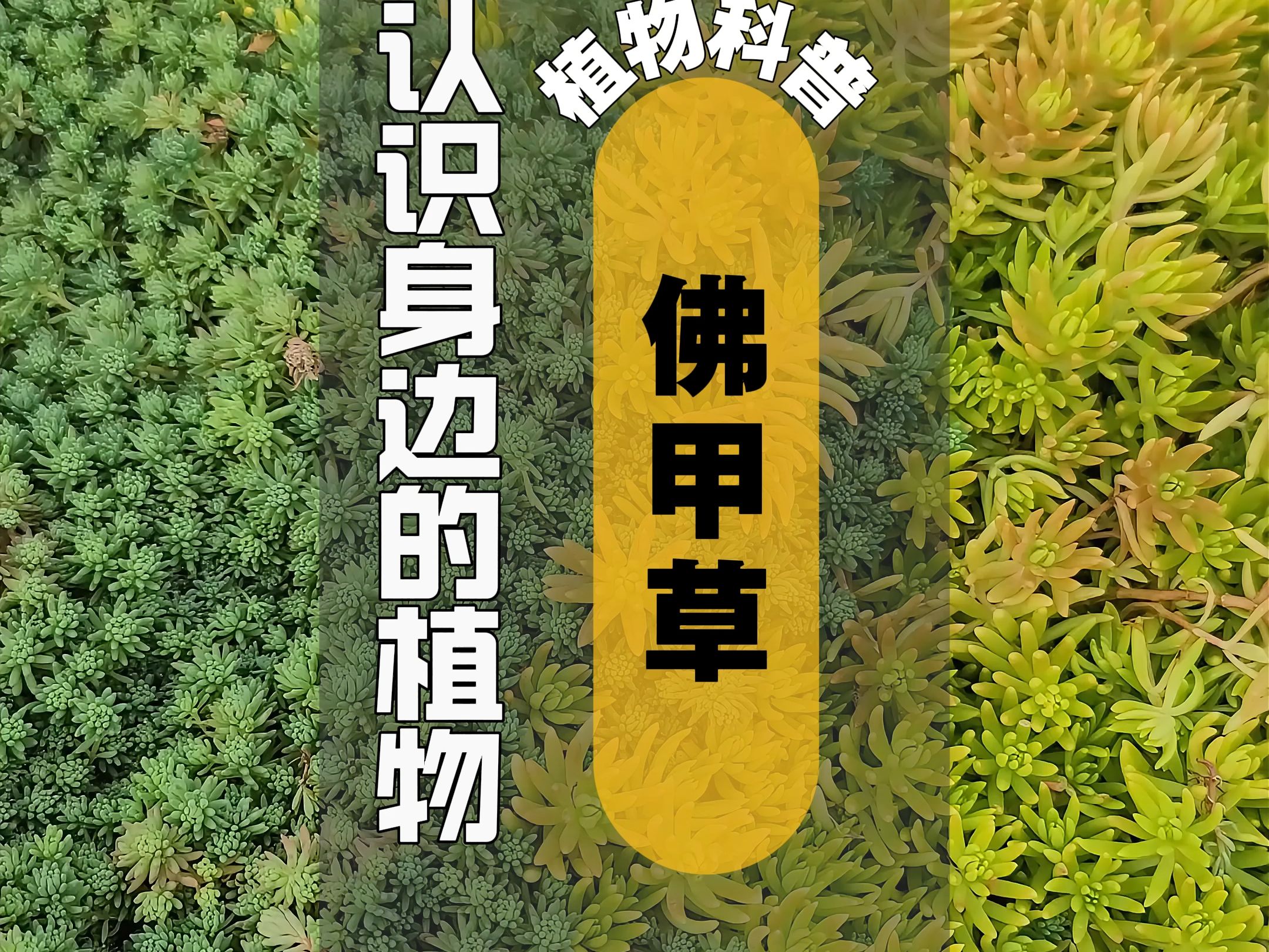 植物科普 I 佛甲草哔哩哔哩bilibili