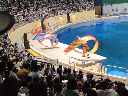 北京海洋馆的海豹海狮表演06