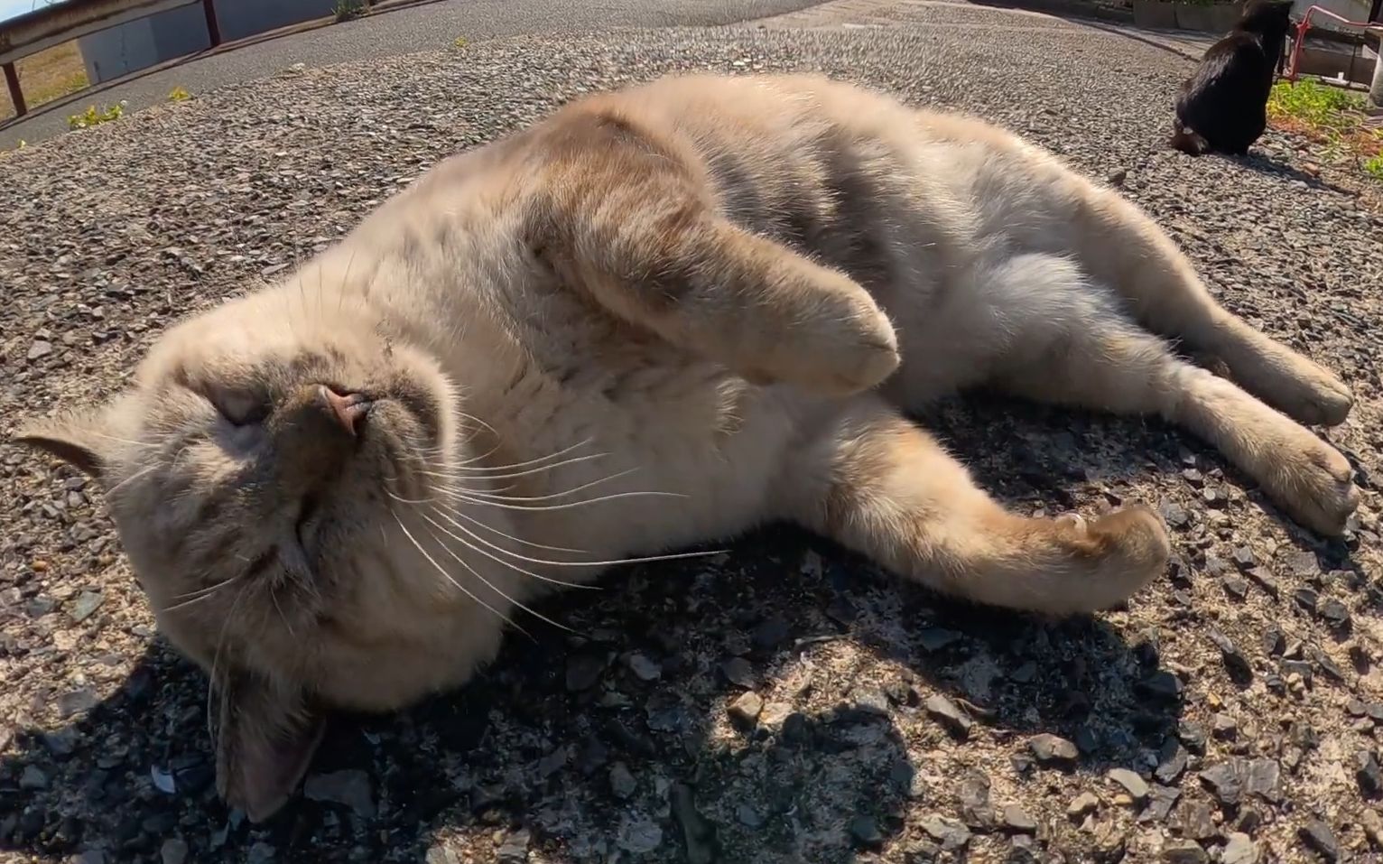 眯眯眼大肥猫躺着被撸