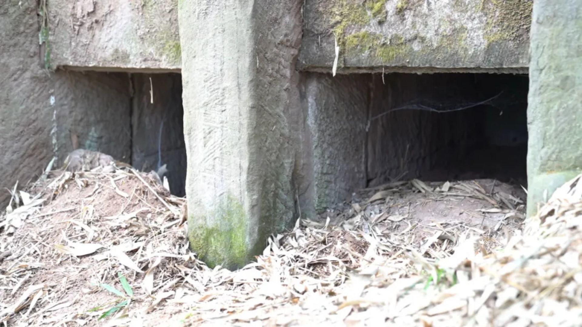 重庆一竹林内发现明代墓葬群:有20余座石室墓,部分墓门保存完好