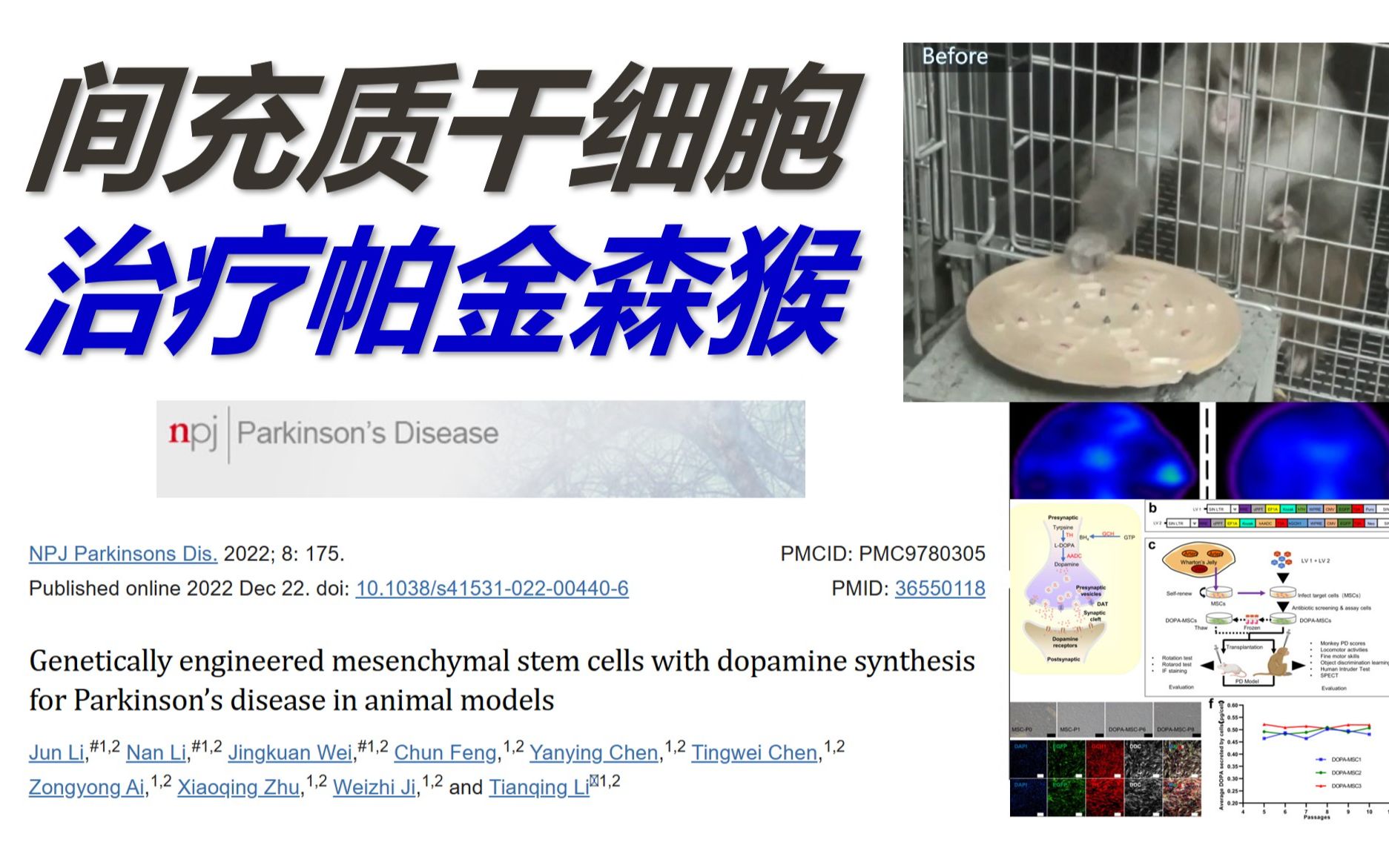 【文献速递】新知26 细胞治疗显神通 帕金森猴立大功 动物模型中DOPAMSCs用于治疗帕金森病哔哩哔哩bilibili