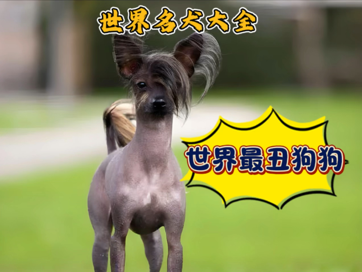 世界名犬大全——世界最丑狗狗是中国的吗?