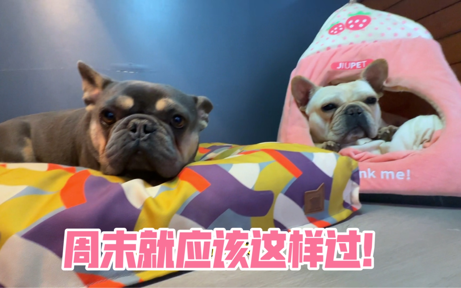 都周末了居然还要学习?-小帅家的大狼狗们-小帅家的大狼狗们-哔哩哔哩视频