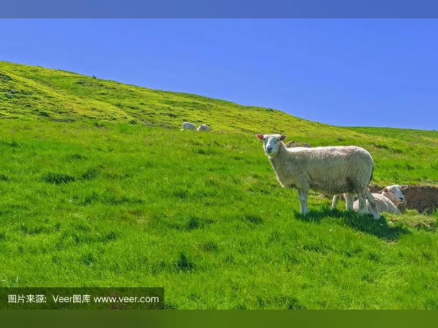 青青大草原之牧羊