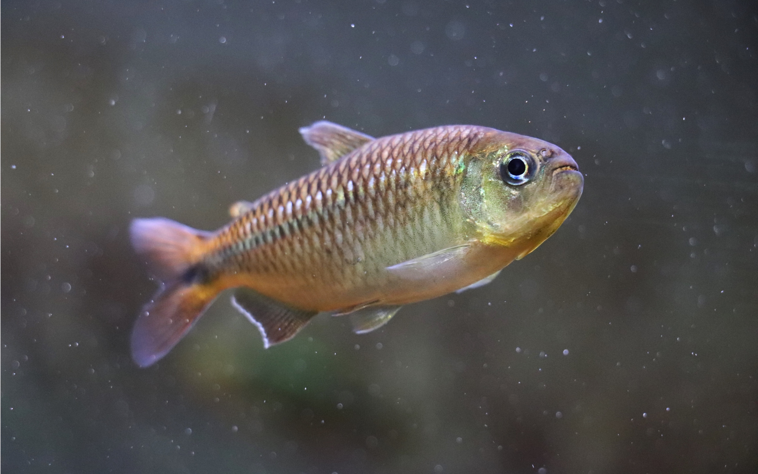 南美小型脂鲤混养小缸_哔哩哔哩_bilibili