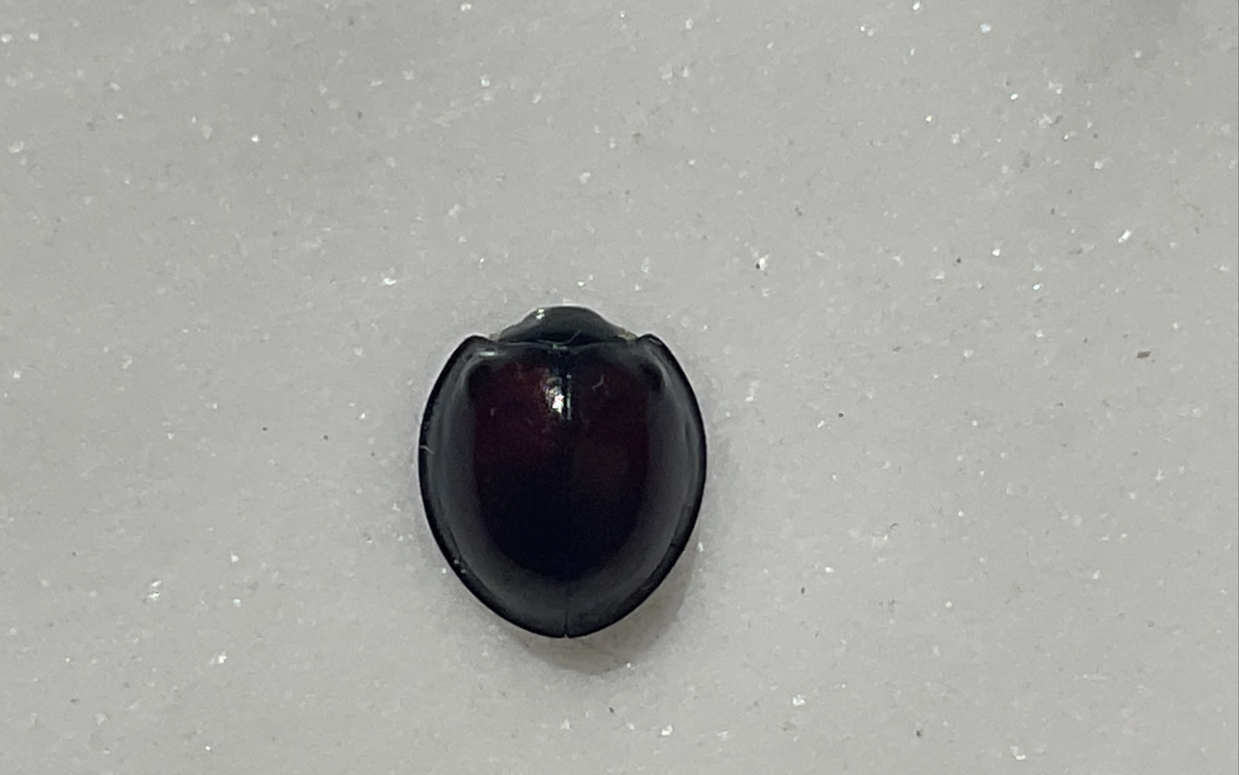 一只黑缘红瓢虫