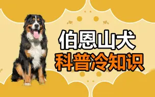 Download Video: 宠物冷知识：伯恩山堪比金毛的暖男性格！不拆家的大型犬？