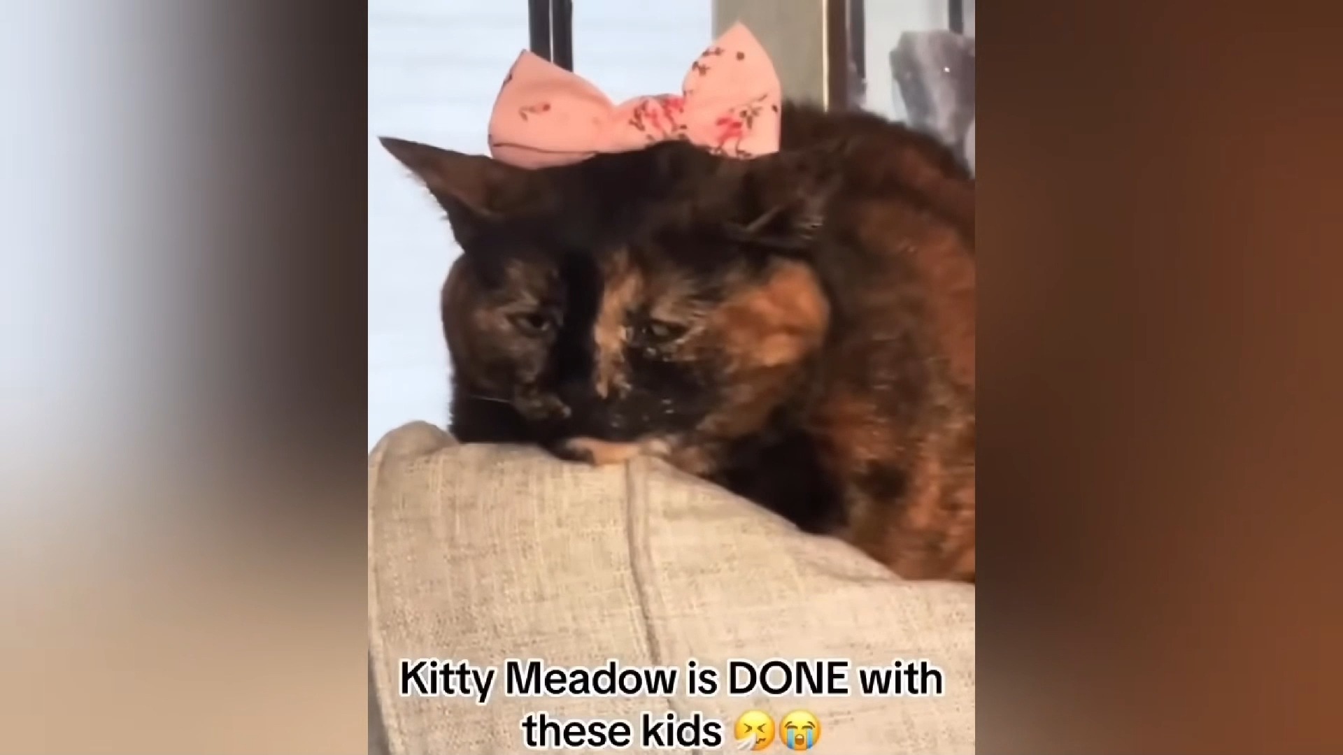 动物迷惑行为大赏2