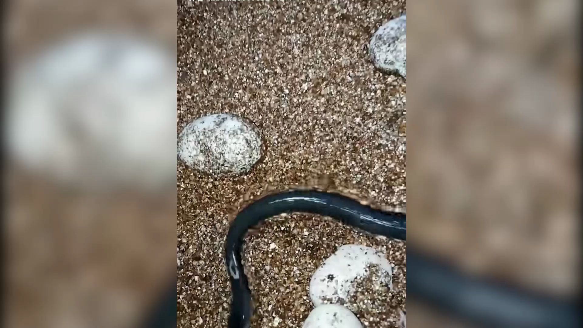 小眼镜蛇破壳瞬间,好呆萌,好可爱,你被萌到了么?_哔哩哔哩_bilibili