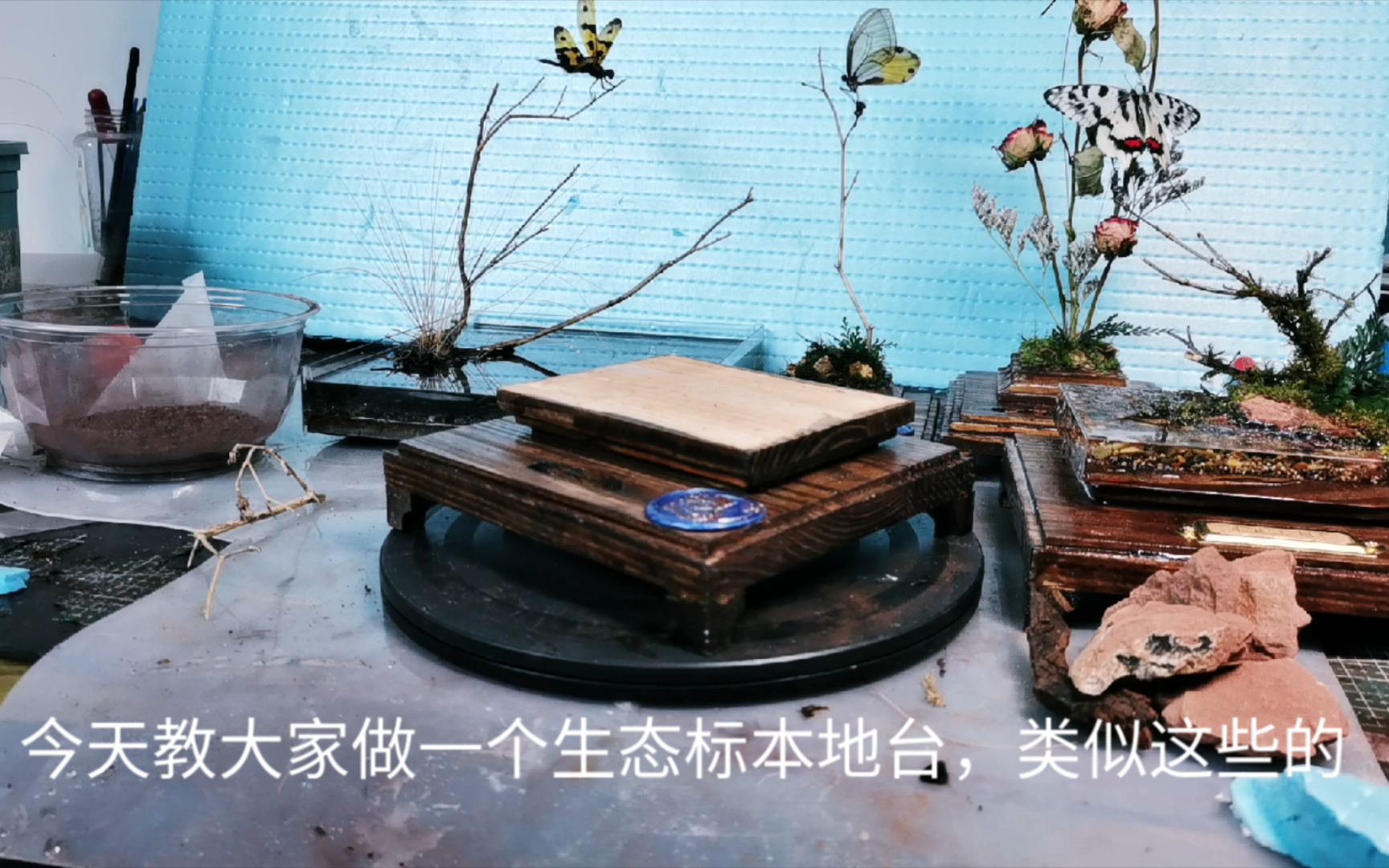 昆虫生态标本场景制作教程(上期)哔哩哔哩bilibili