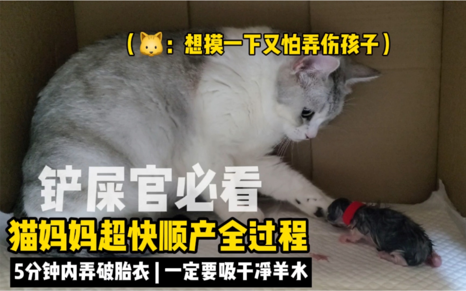 铲屎官必看|母猫生产全过程,附2个重要注意事项!哔哩哔哩bilibili