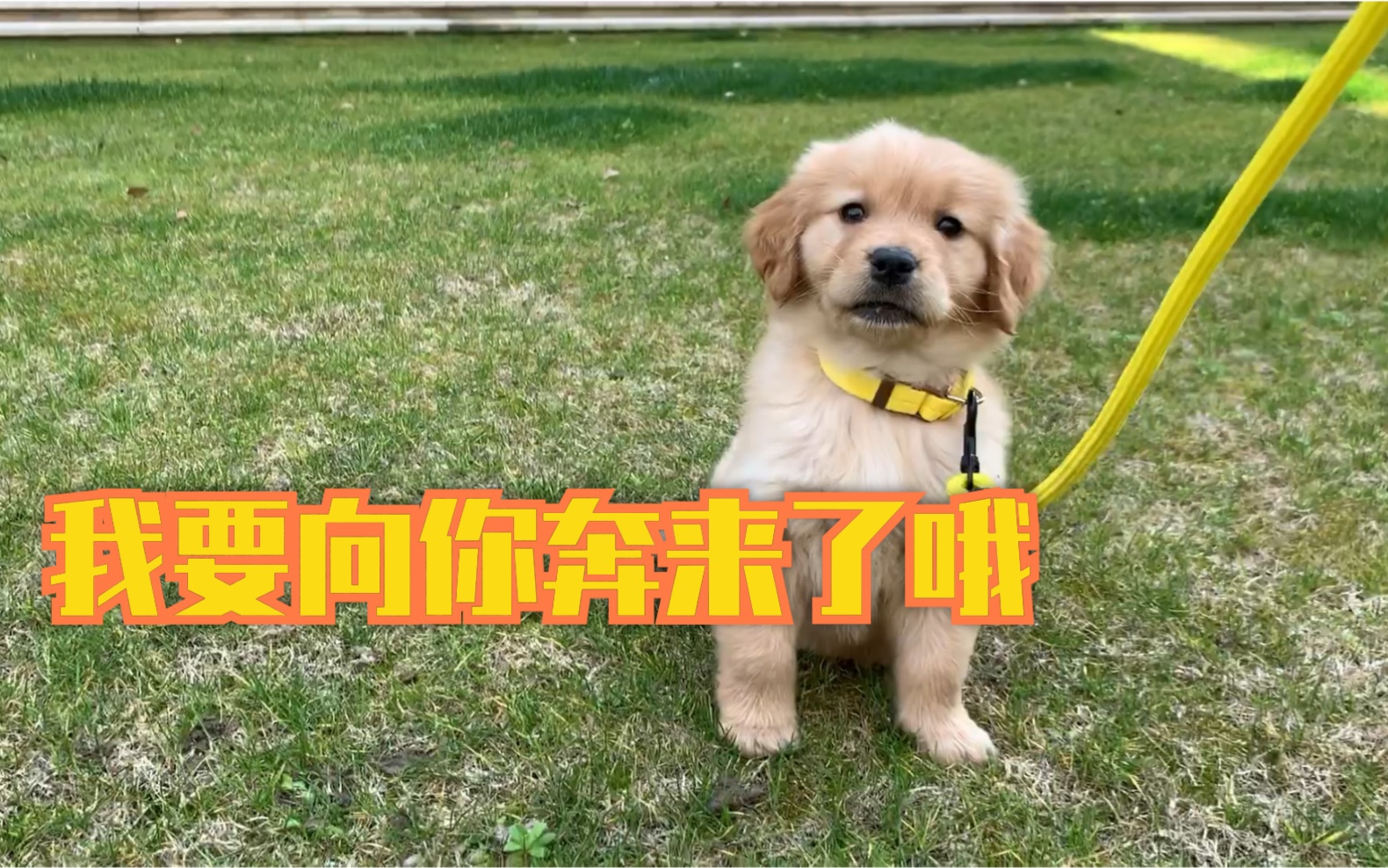 你能扛住一只小金毛无数次向你飞奔而来吗?血槽已空～猛男必看