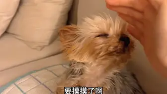 养狗人都会懂我的吧！