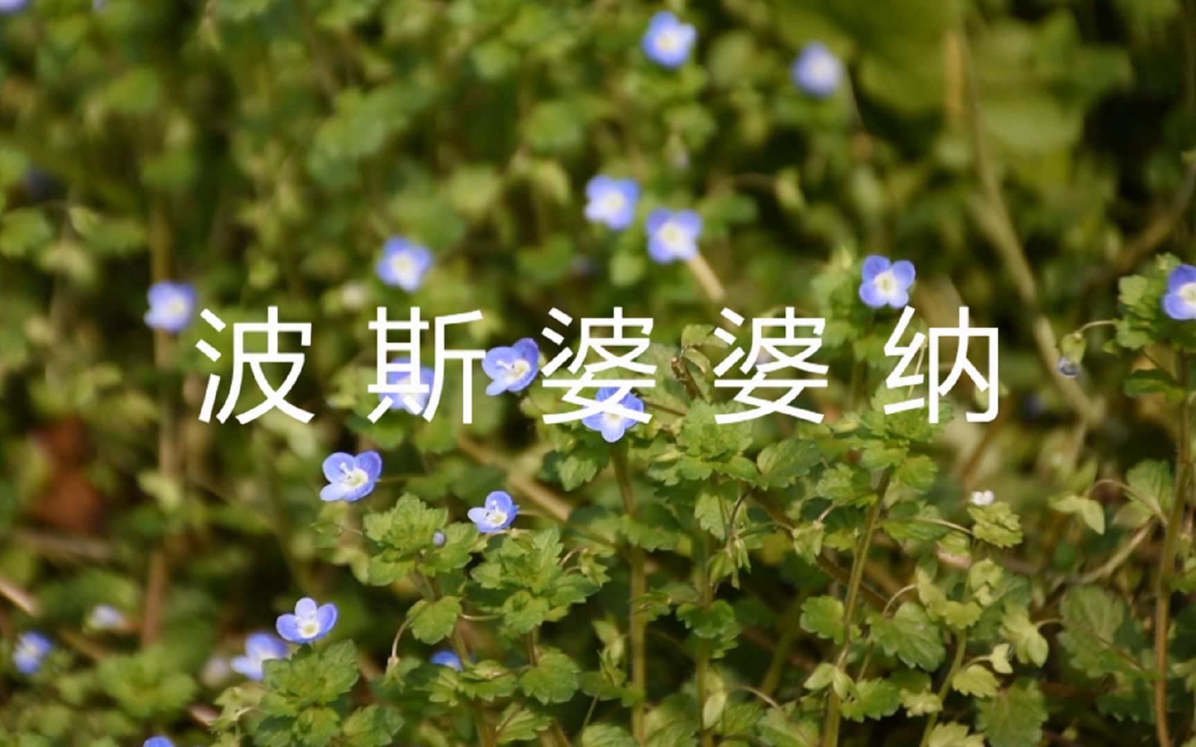 一分钟植物志 波斯婆婆纳 Veronica persica Poir 婆婆纳属 Veronica 车前草科 Plantaginaceae 又名阿拉伯婆婆纳哔哩哔哩bilibili